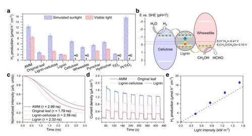 將枯葉轉化為活性多功能材料 蒸發器、光催化劑和生物塑料的創新應用